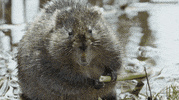 happy chewing GIF