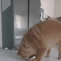 Dog What GIF