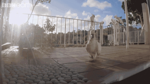 walk hello GIF by BBC Earth