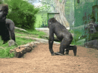 making love GIF