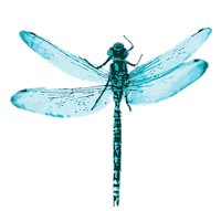 Fly Skate Sticker by New Balance Numeric