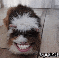 Guinea Pig GIF