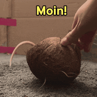 moeckvet moin rats funny rat moeck moeck GIF