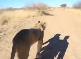 Man Joins African Lioness on Hunt