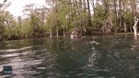 Diver Climbs Fallen Tree Underwater in Florida River