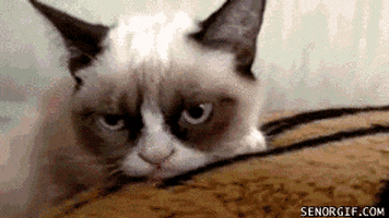 grumpy cat GIF by Cheezburger