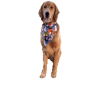 Golden Retriever Squad Goals Sticker by Geekster Pets