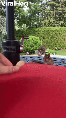Helping Chipmunk Fill Her Cheeks