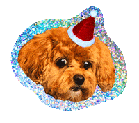 Merry Christmas Sticker by Big Mamma group