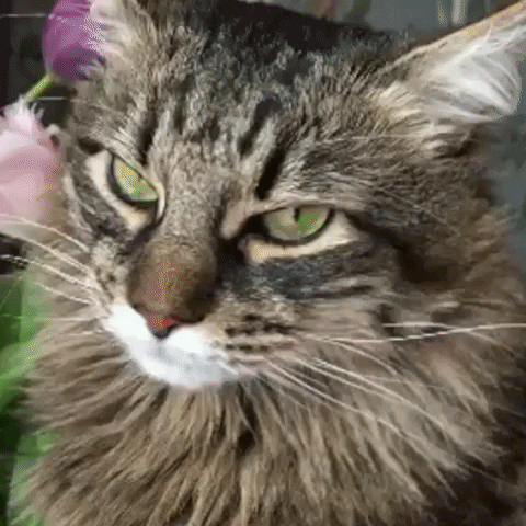 rrrrrrrmedia giphyupload cat flower plant GIF
