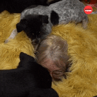 Puppies National Puppy Day GIF by BuzzFeed