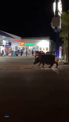 Hungry? Hippo Pays a Late-Night Visit to South African Gas Station