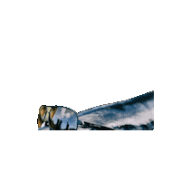 Gone Fishing Catch Of The Day Sticker by Piranha Eyewear