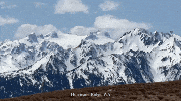 Washington State America GIF