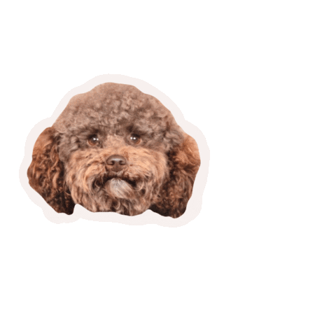 Poodle Nutella Sticker