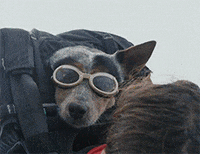 dog parachute GIF by HuffPost