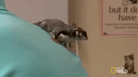 nat geo wild pet GIF by The Incredible Dr. Pol