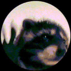 Video gif. Low angle as if looking up from the bottom of a well, of a raccoon bopping their head to the beat, dancing around in a circle. 