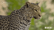Staring Season 2 GIF by PBS
