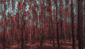 paloma faith environment GIF by RCA Records UK