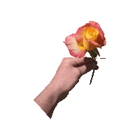 Pink Rose Sticker