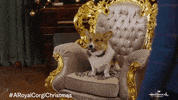 Puppy Corgi GIF by Hallmark Channel