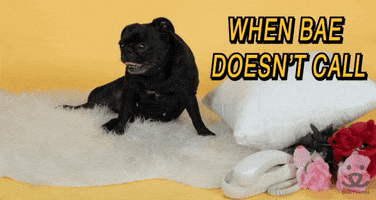 Adopt Best Friends GIF by Best Friends Animal Society