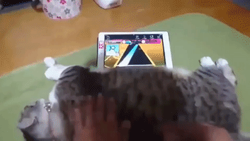 This Cat Makes the Perfect Video Game Dance Mat