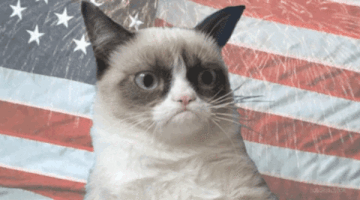 cat america flag GIF by Product Hunt