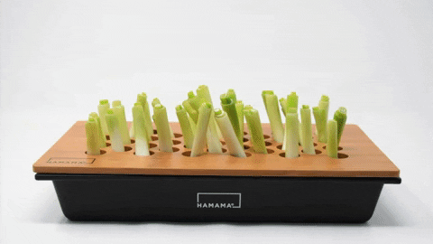 giphygifmaker hamama green onion kit GIF