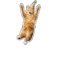 joyogram cat happy birthday funny cat bouncing Sticker