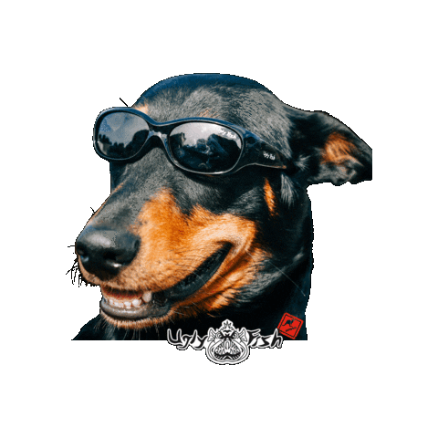 Cool Dog Sticker by Piranha Eyewear