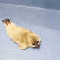 nikotoba explosion seal niko baby seal GIF