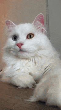 Pet Cute Cat GIF by mammamiacovers