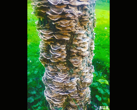 tree fungi GIF