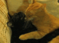 my cat GIF