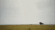 horse ross GIF by MASTERPIECE | PBS