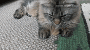 Football Cats GIF by Hallmark Channel