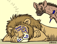 lion zoo GIF