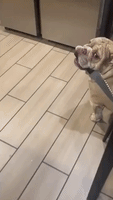 Knife-Wielding English Bulldog Evades Owner's Attempt to Retrieve the Utensil
