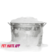 petmateishere cat cute dog water Sticker