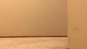 dog hello GIF by KeepUpWithJaz