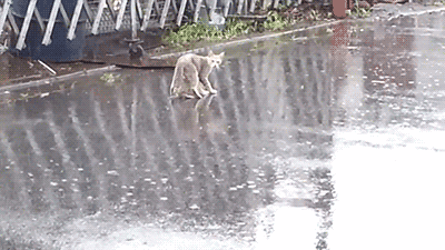 cuteanimalland giphyupload GIF