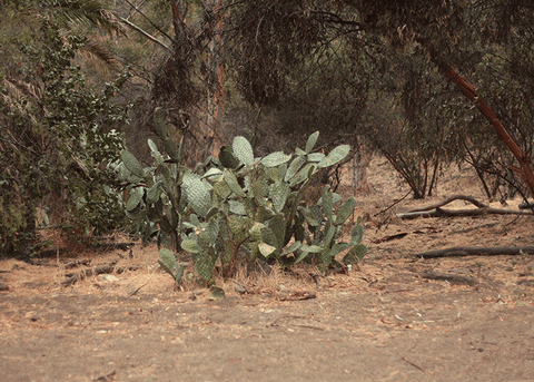 hollywood cactus GIF by Liaizon Wakest