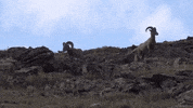 colorado GIF