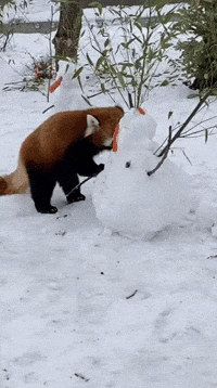 buildingourzoo animals winter snowman red panda GIF
