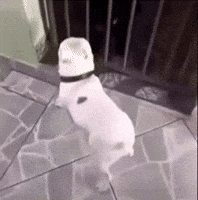 Dog Dancing GIF