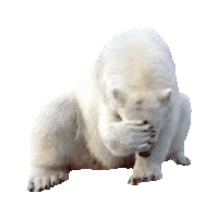 Idiot Facepalm Sticker by imoji