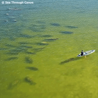 Paddles Optional: Manatee Pushes See-Through Canoe Around in Florida