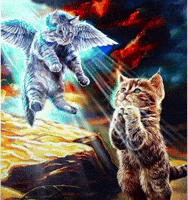 Kitty Cat GIF